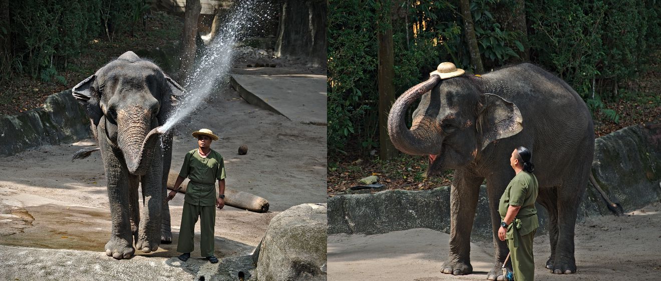 éléphant au zoo de Singapour
