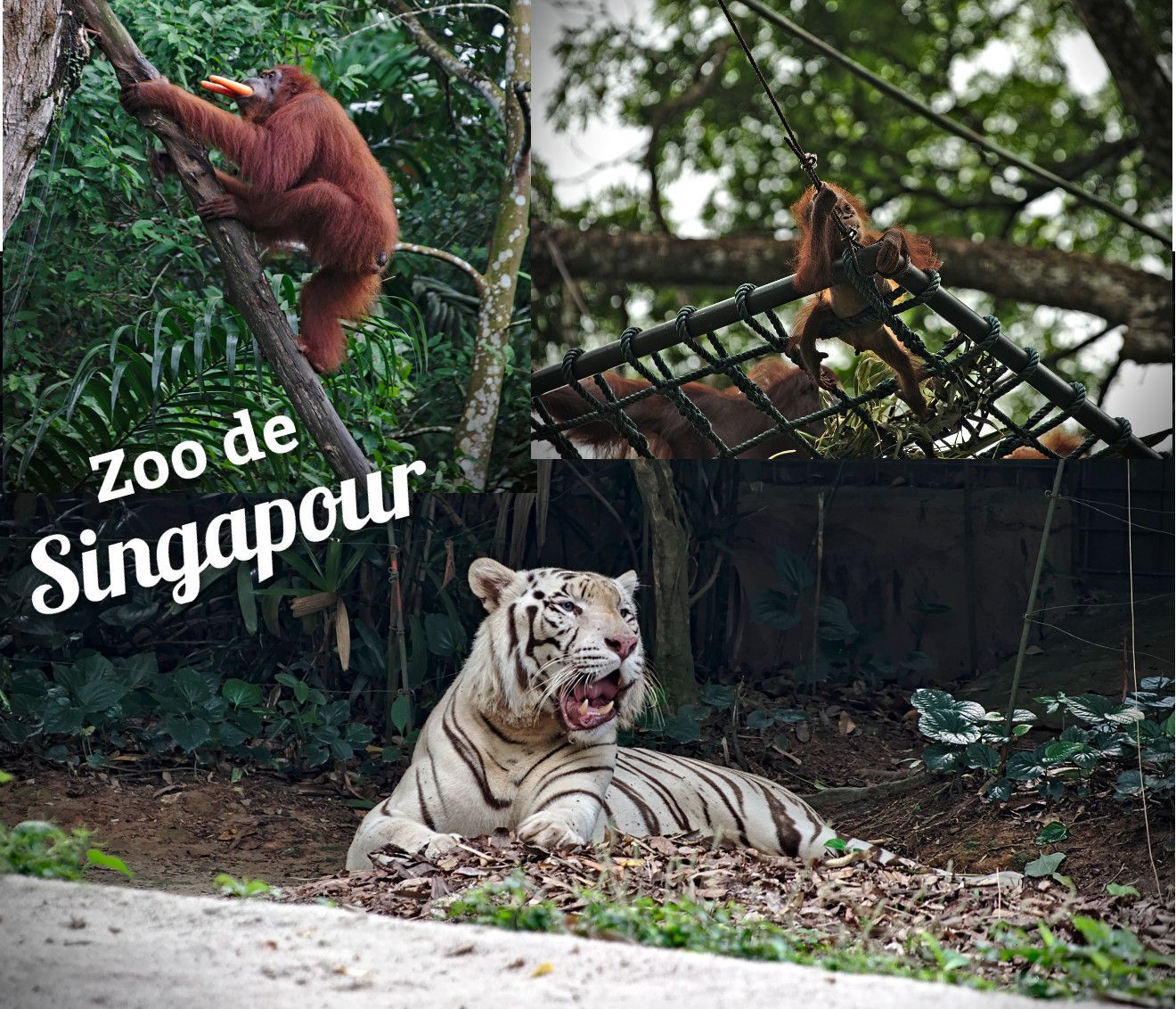 animaux du zoo de Singapour