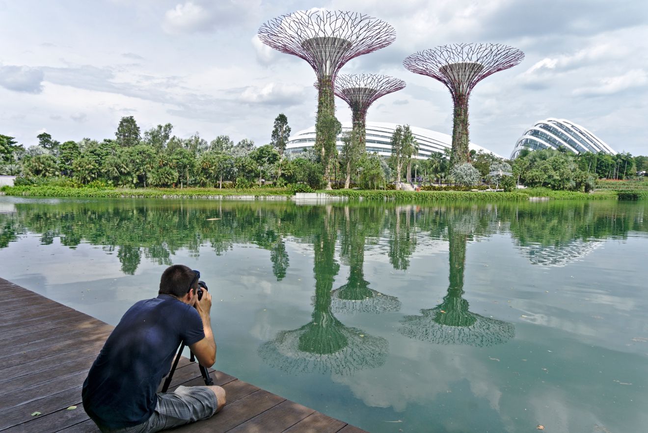 singapore's tree