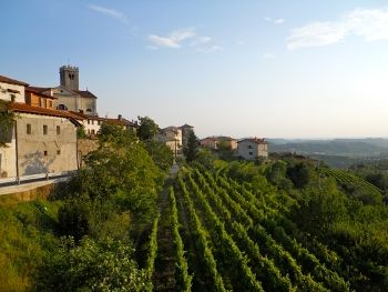 vignobles slovenes