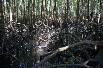 mangroves