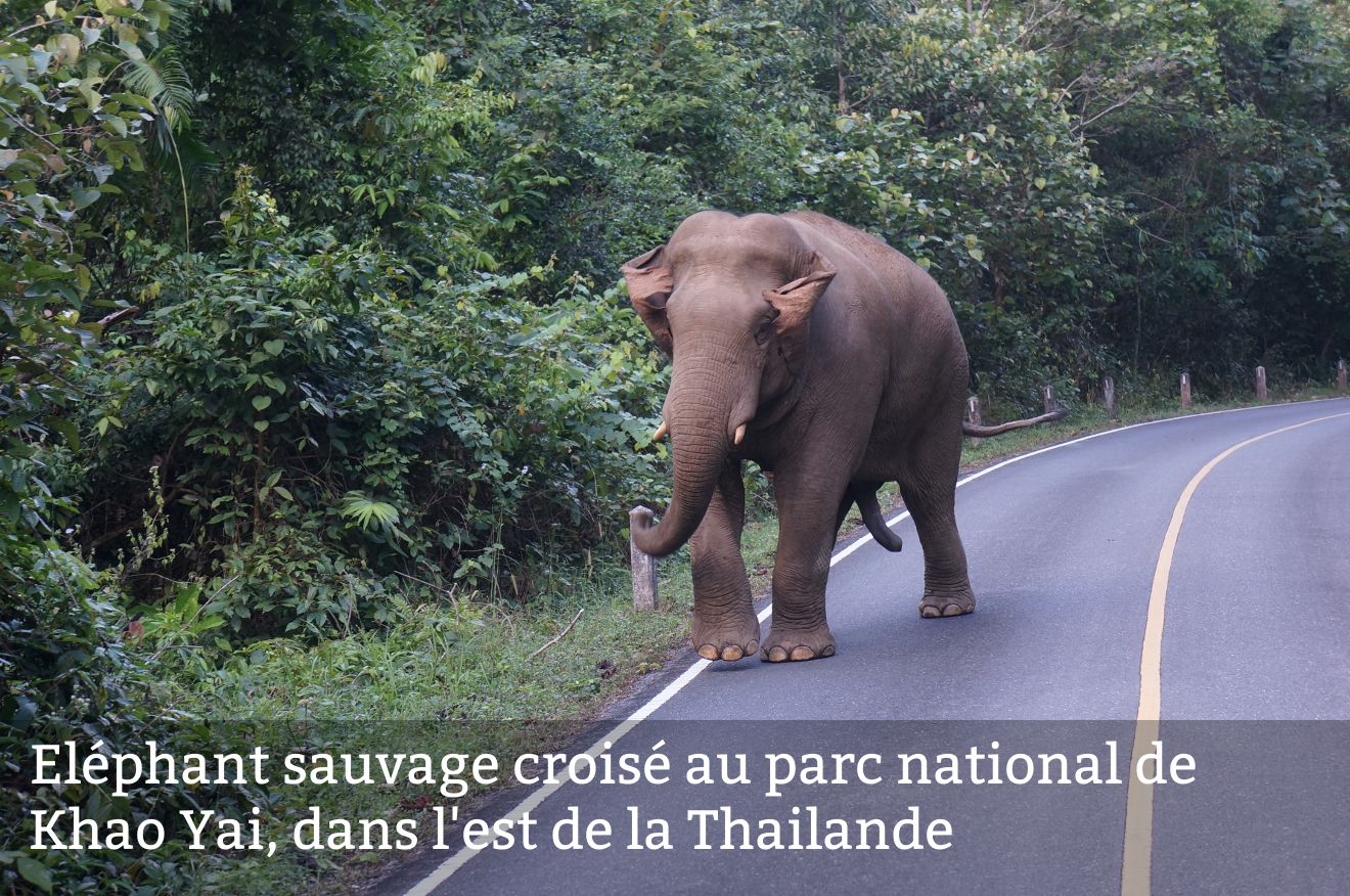 sorti de nulle part il nous a bien effrayé éléphant sauvage en Thailande