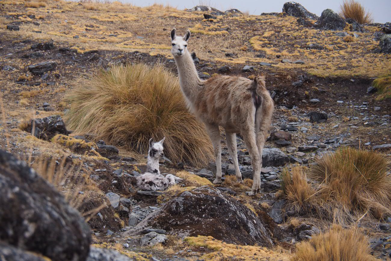 lama bolivie