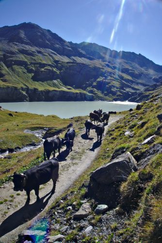 vaches d'herens
