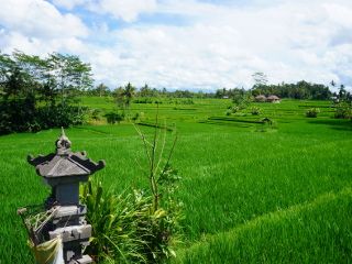 Ubud riziere