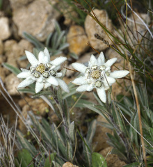 Edelweiss dans les Alpes suisses