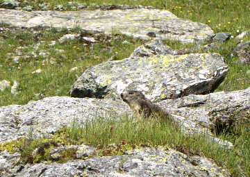 marmottes en liberté, Valais