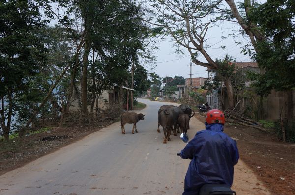 animals on the road asia