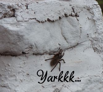 une copine croisée en route disgusting spider
