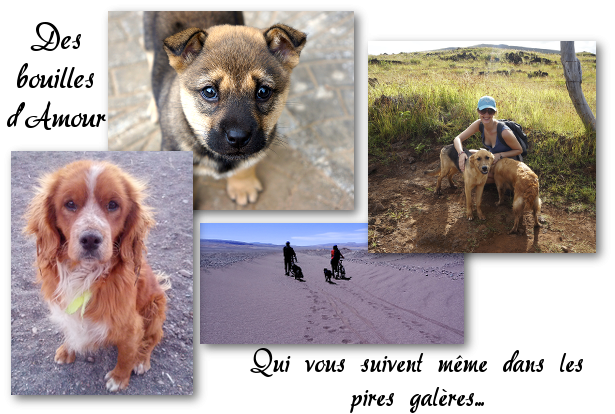 les bouilles d'amour rencontrées en route stray dogs