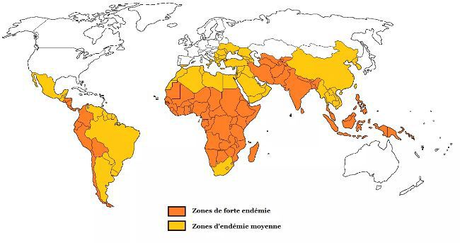 carte du monde pour la typhoïde vaccin typhoïde
