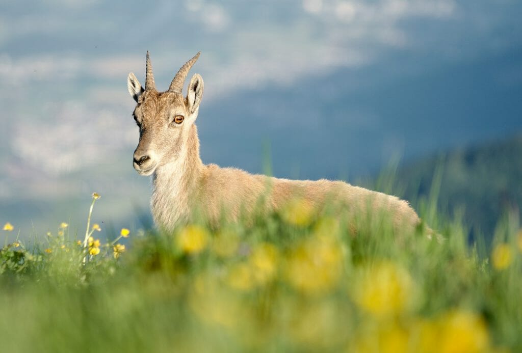 une étagne au Grammont