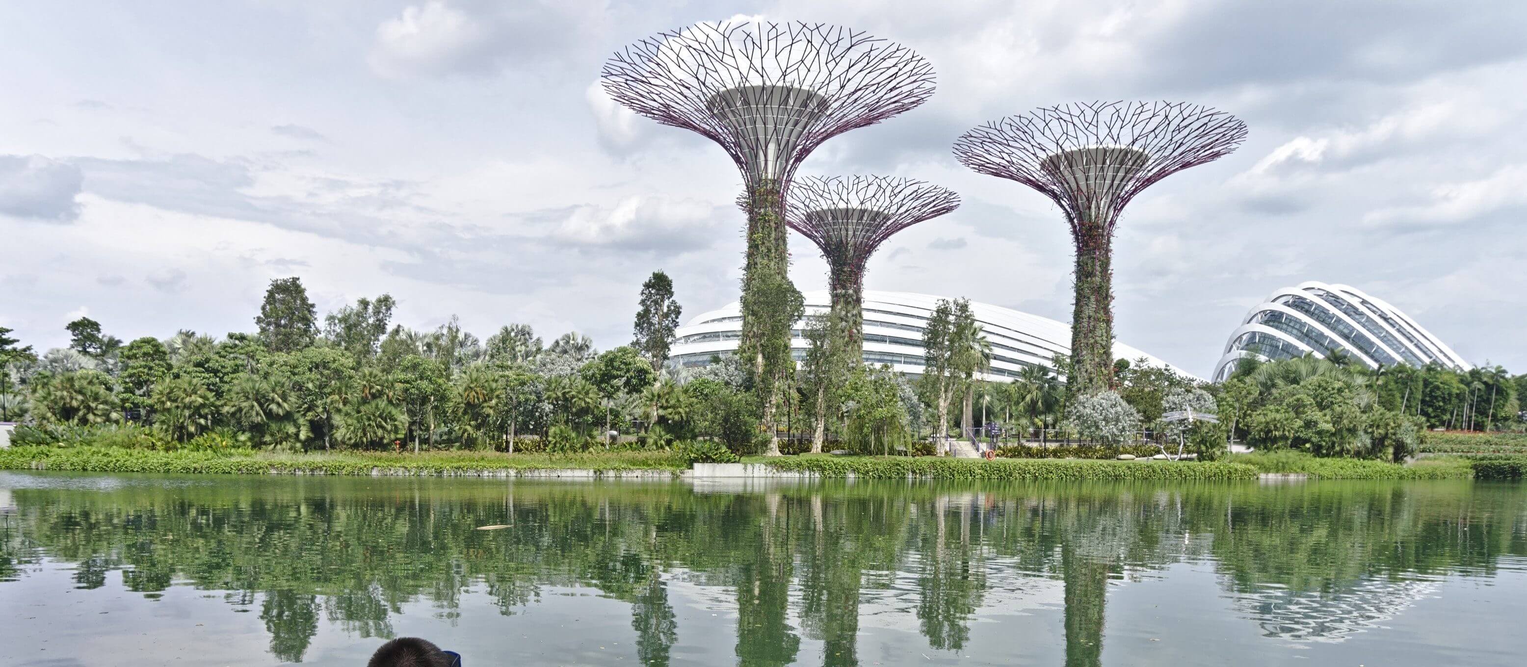 arbres de singapour