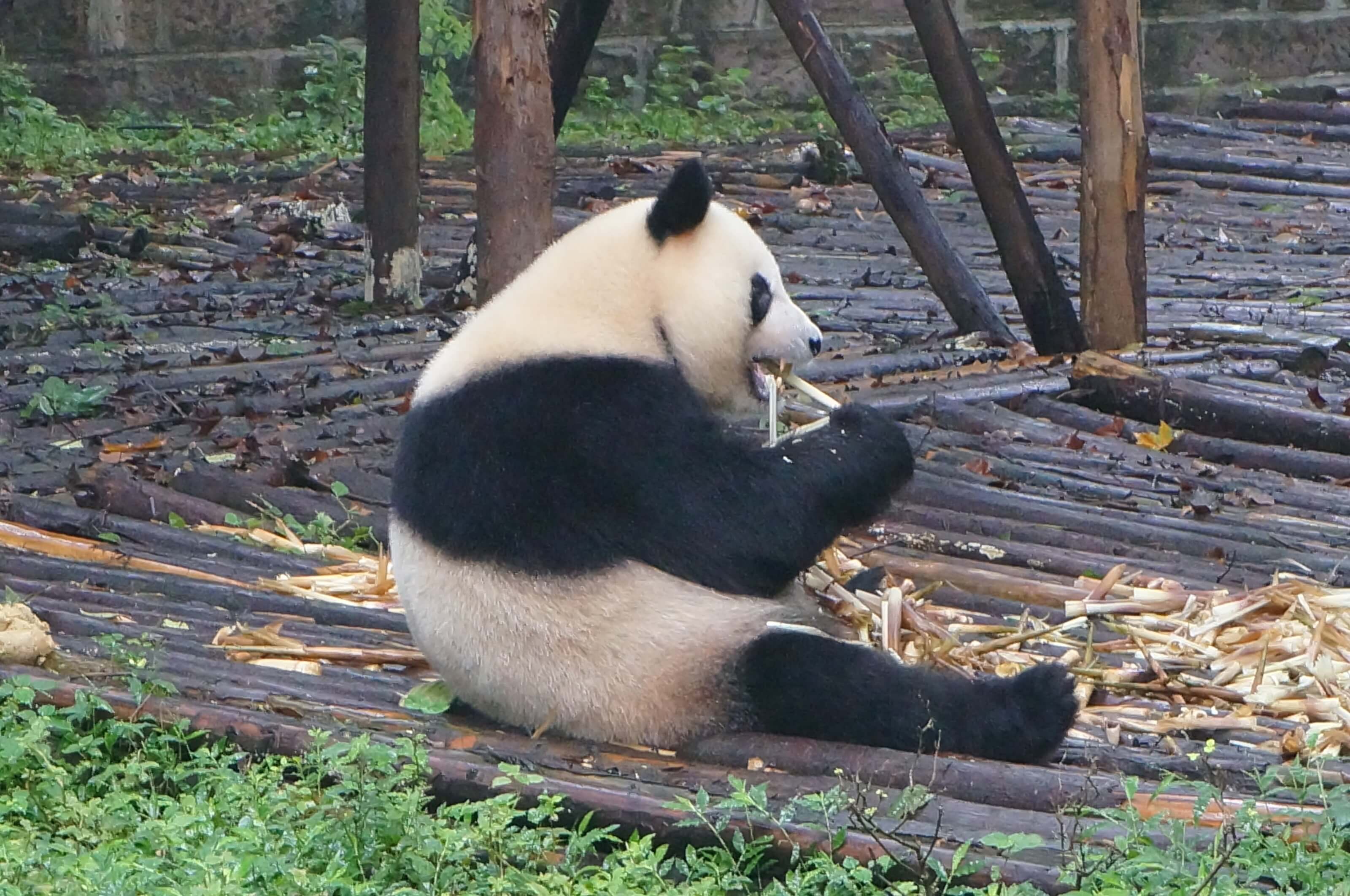 panda chine chengdu