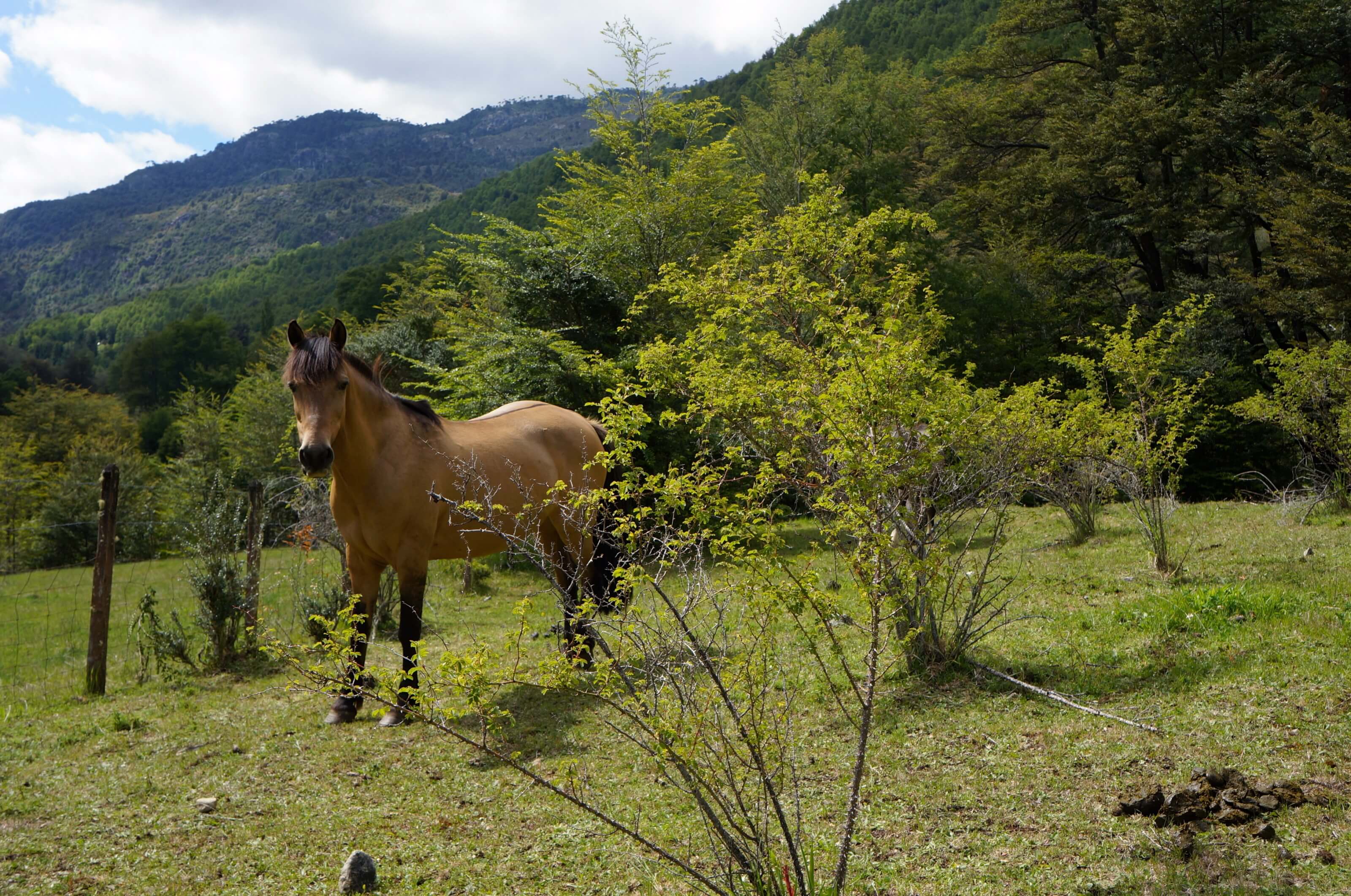 randonnée au chili, patagonie