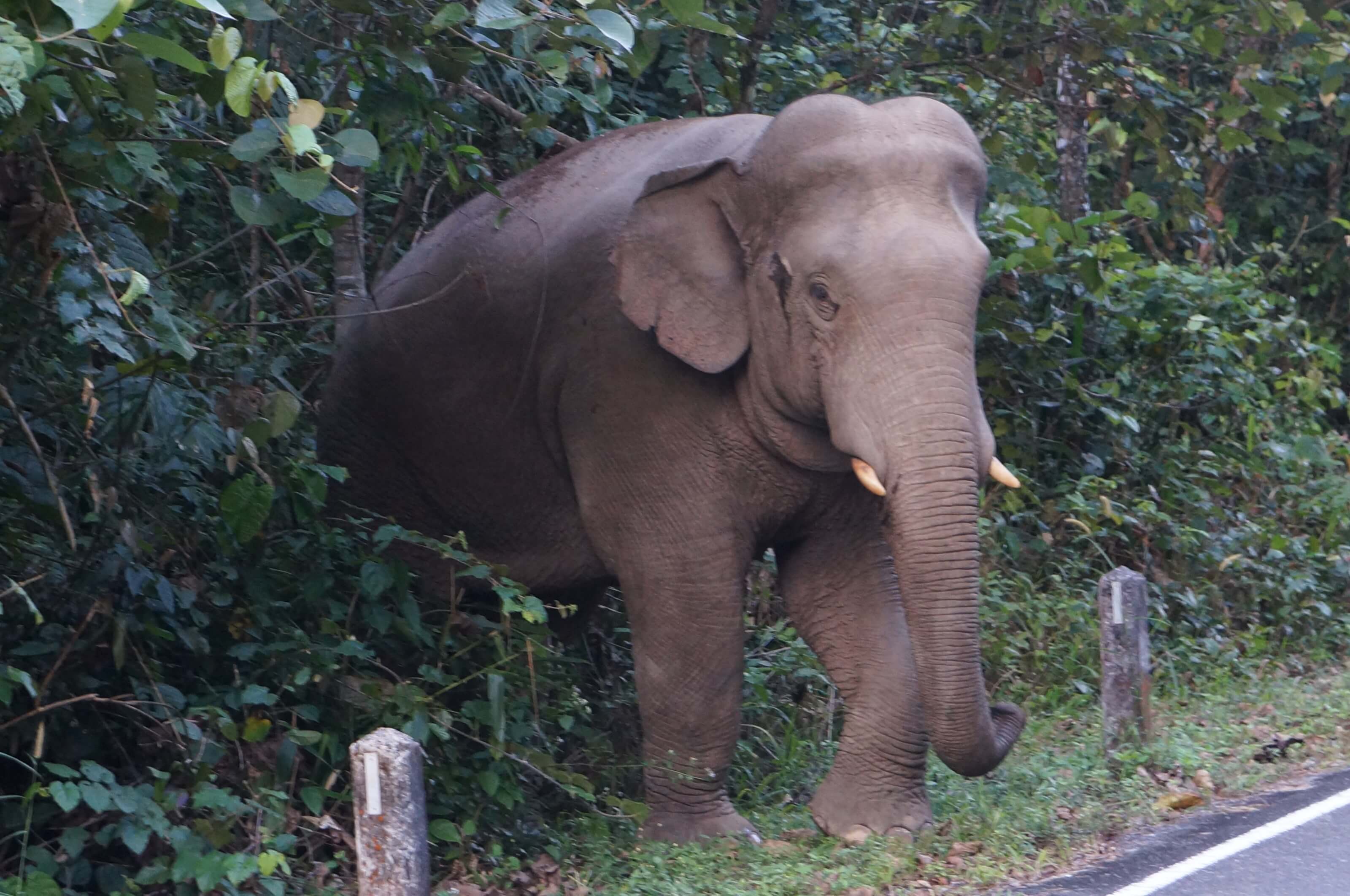 éléphant sauvage en thailande