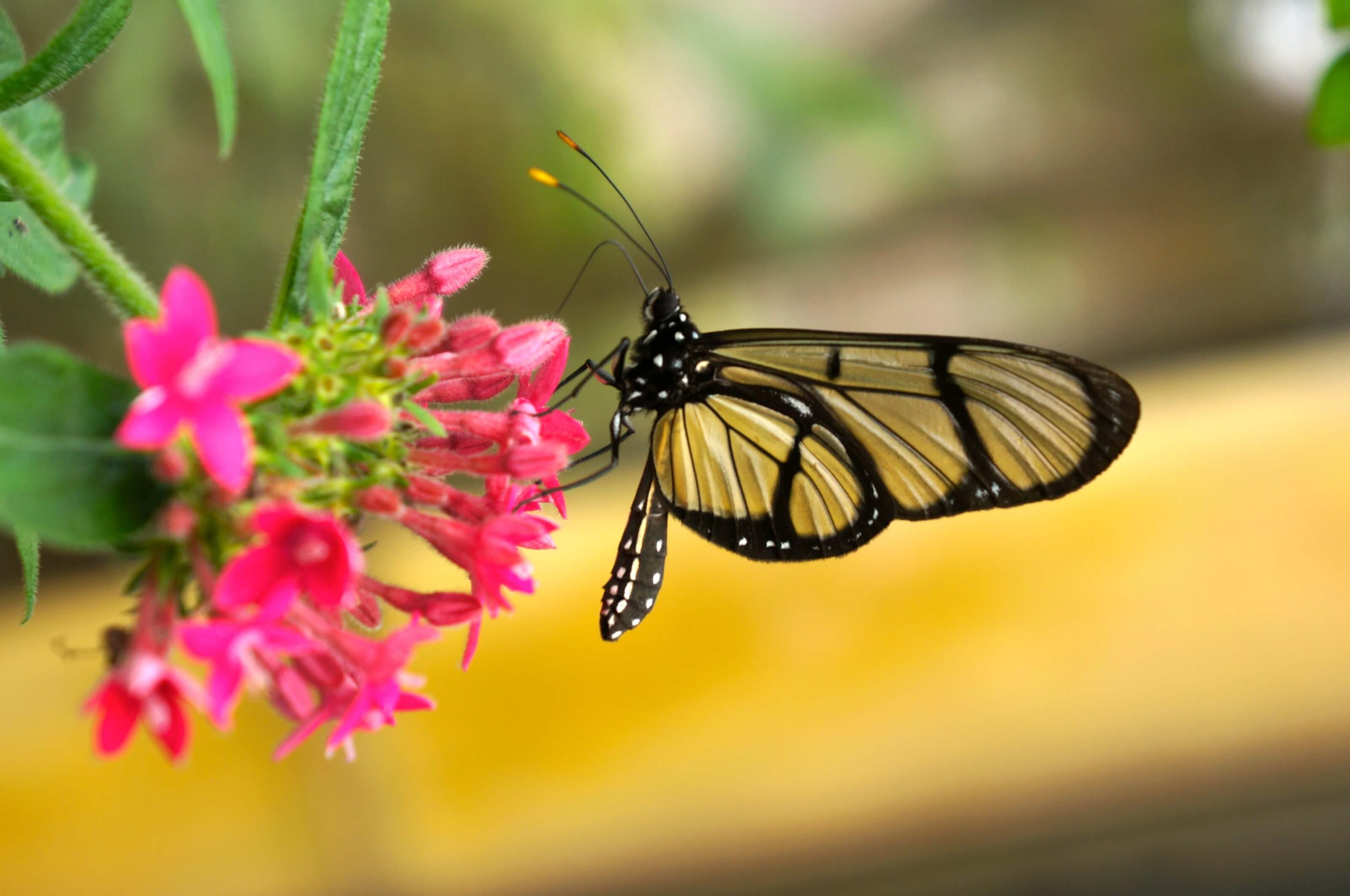 papillon mido