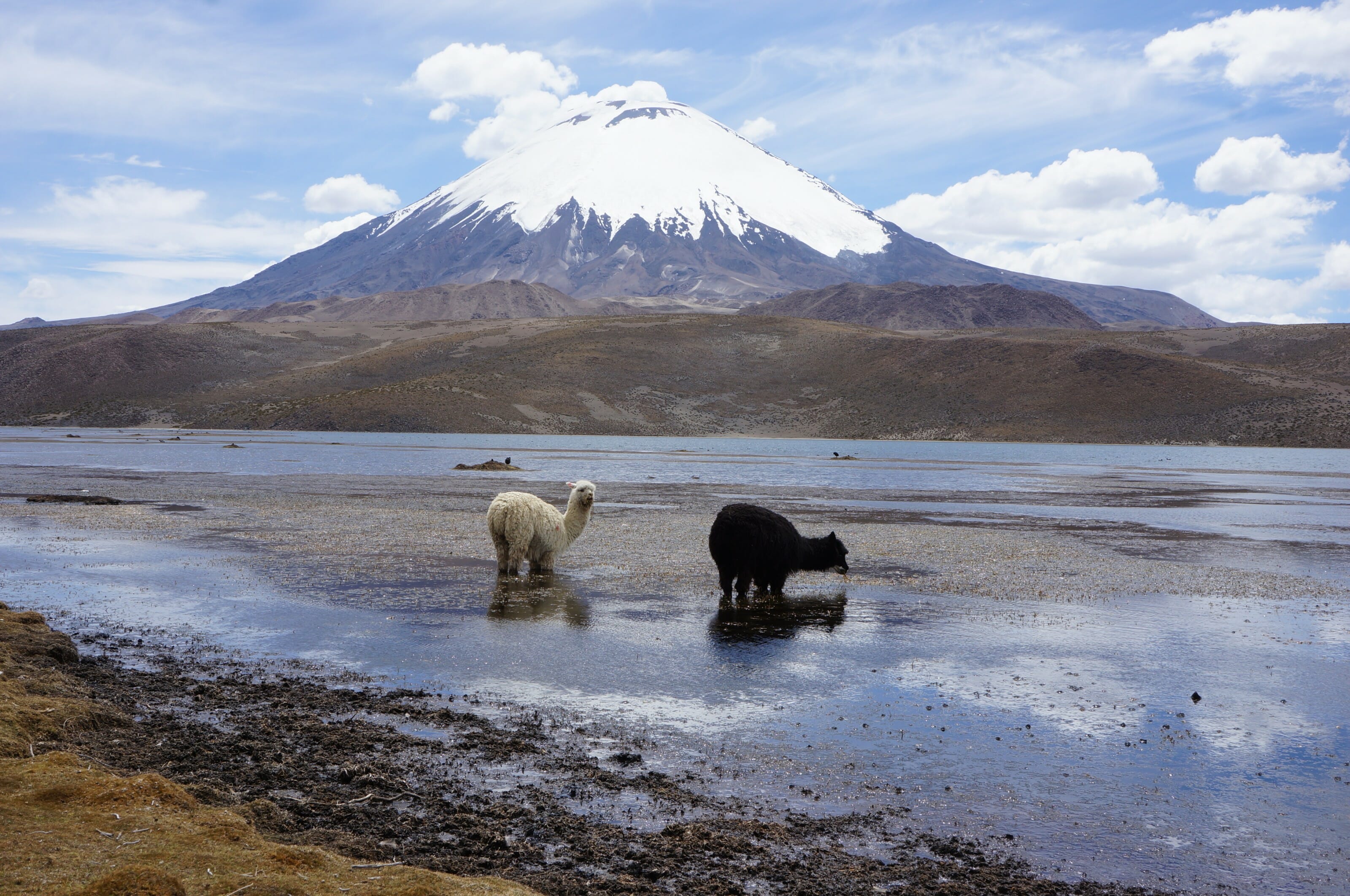 lama et volcan en bolivie