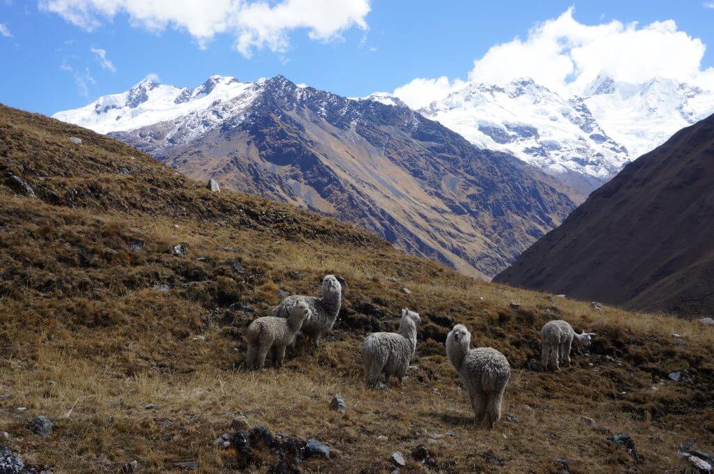 lama sauvage pérou