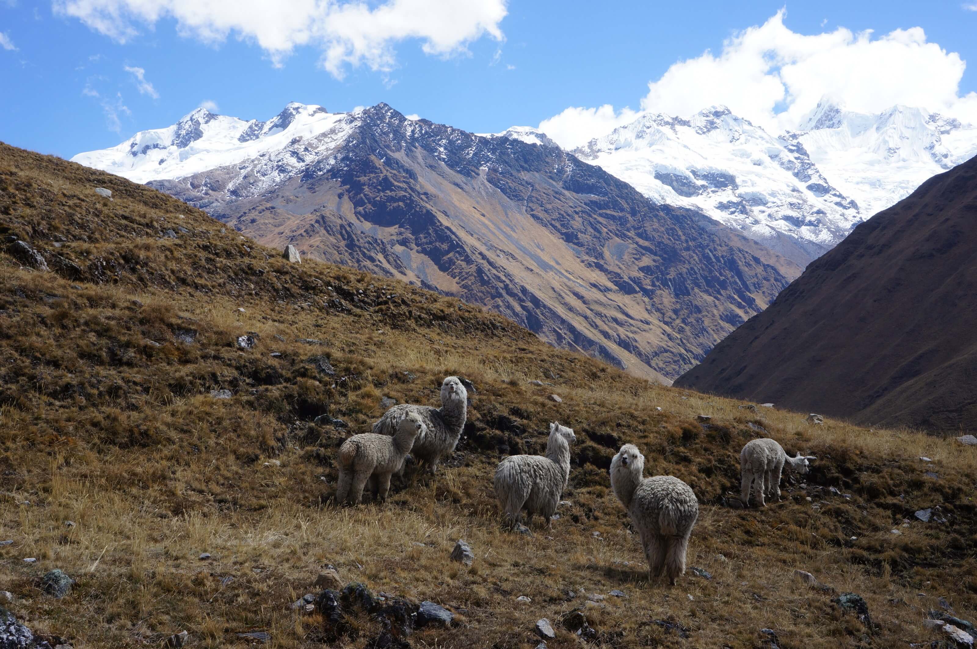 wild lamas in peru