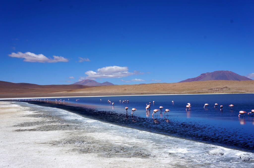 flamant rose bolivie