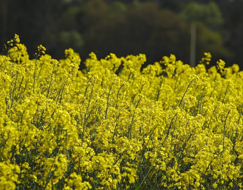 champs de fleurs jaunes