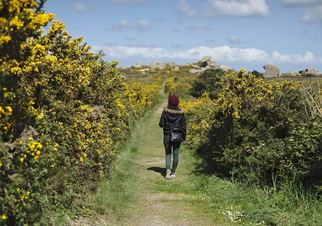 Ajoncs en Bretagne