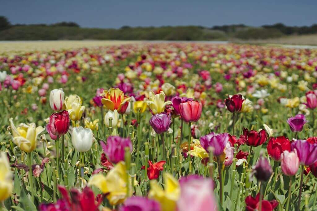 champ de tulipes la palud