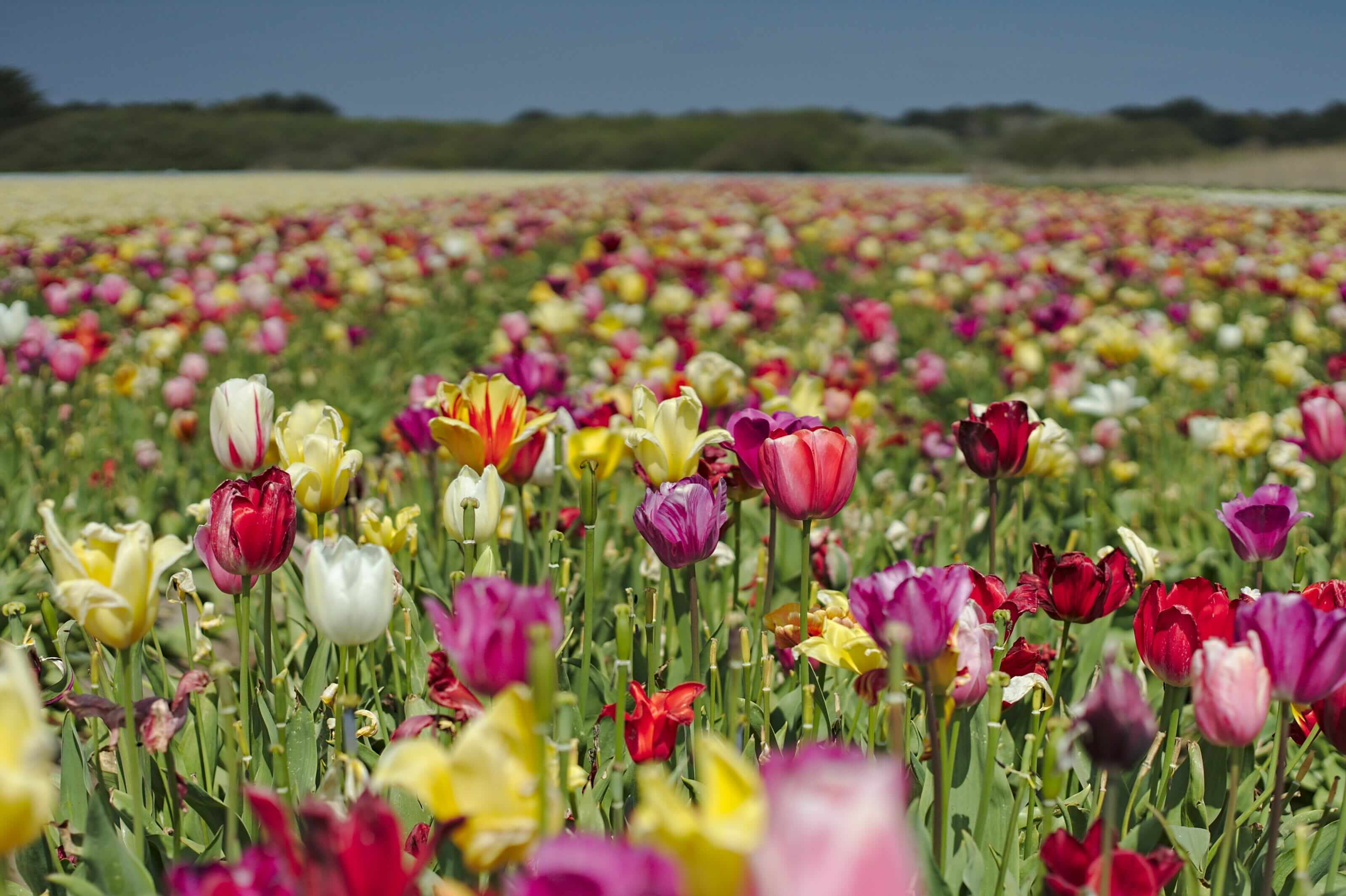 champ de tulipes la palud