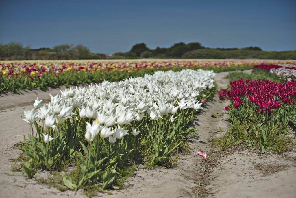 tulipes de la torche