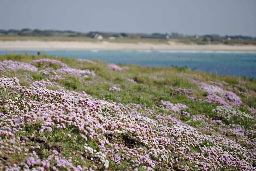 pointe de la Torche en fleurs