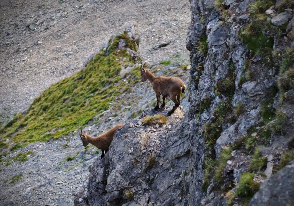 chamoix dans les alpes