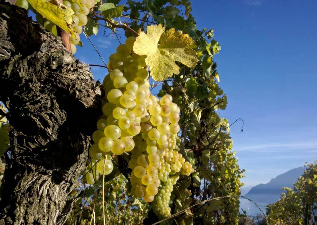 vignes lavaux