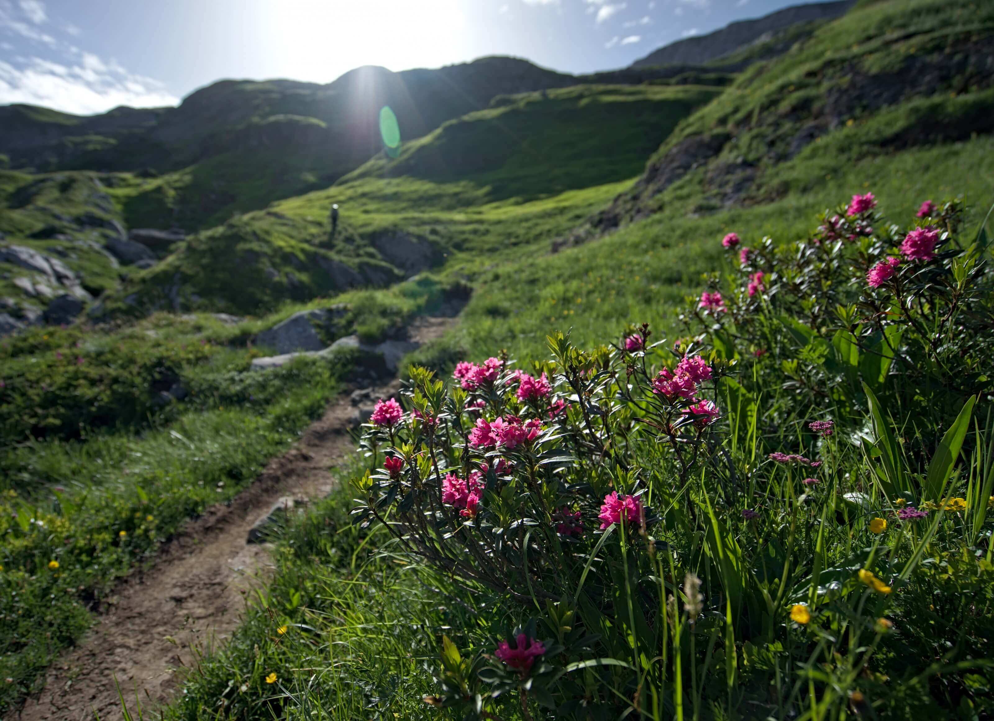 fleurs -alpes