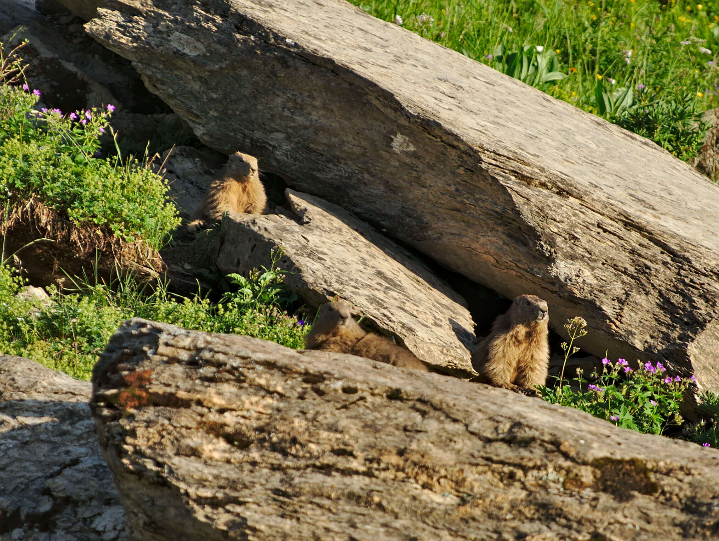 marmotte bostan