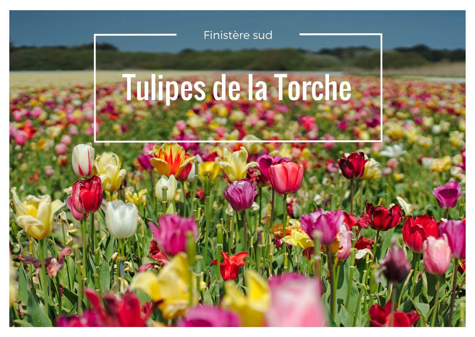 les tulipes de la torche