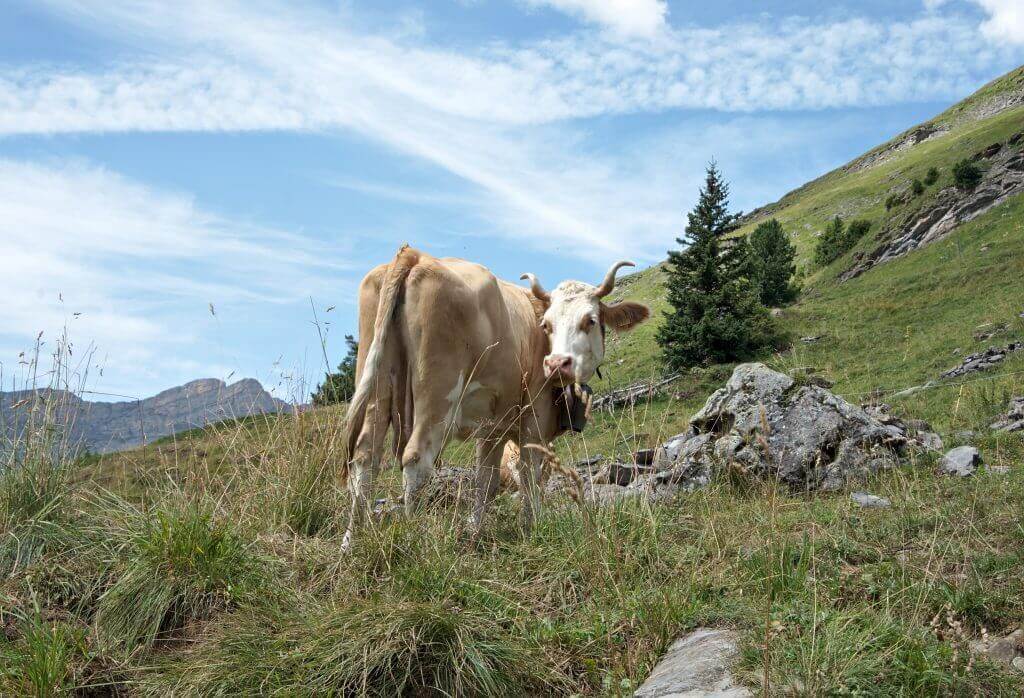 vache aux cornes tordues