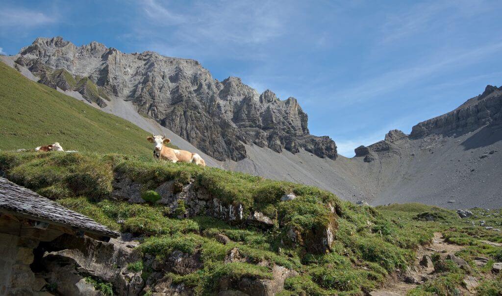 vache Bunderschrinde