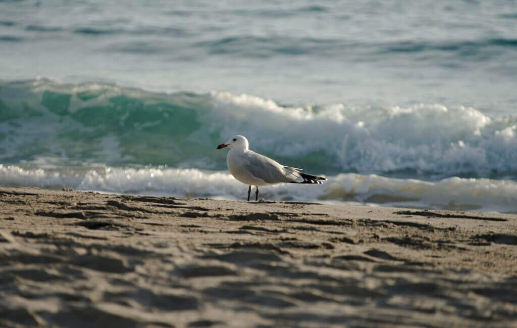 mouette minorque