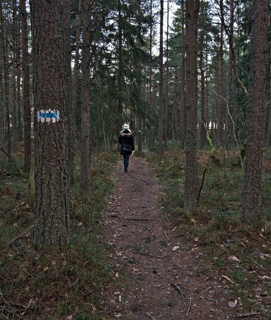 forêt tallinn