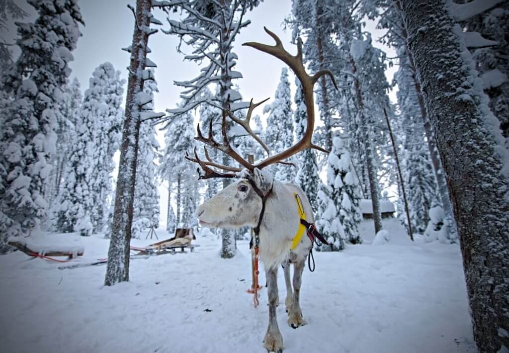 renne laponie finlande