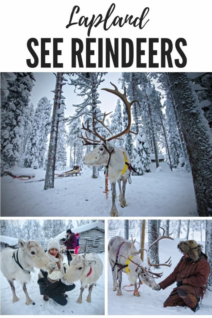 reindeers in lapland
