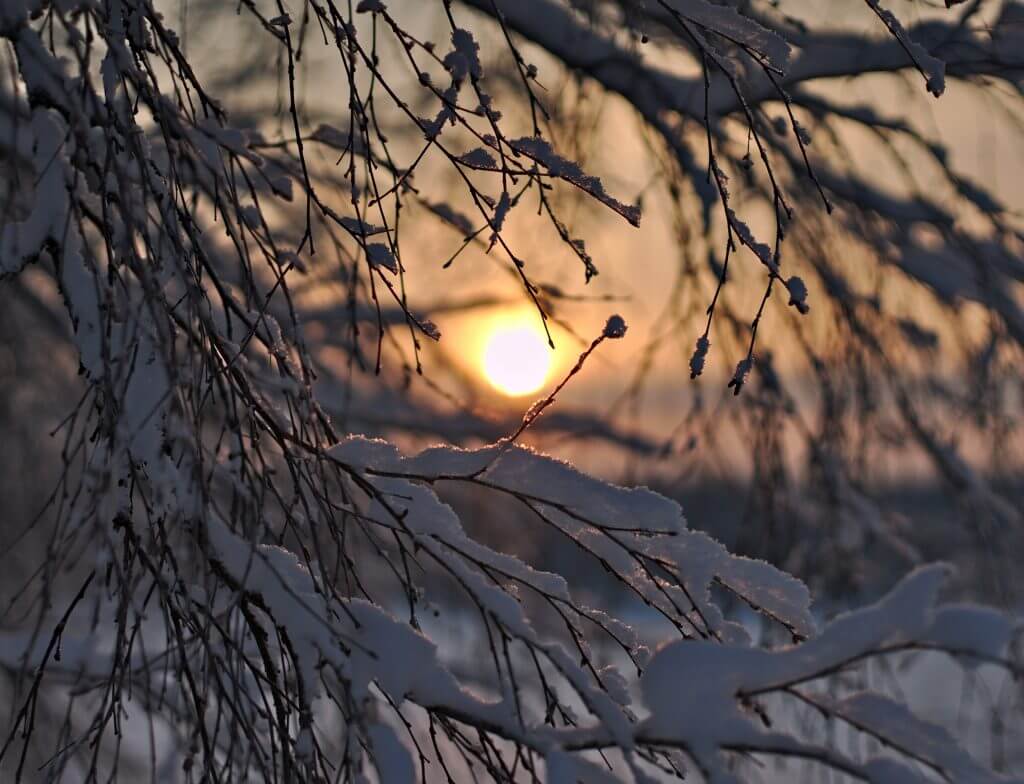 branches sunset laponie