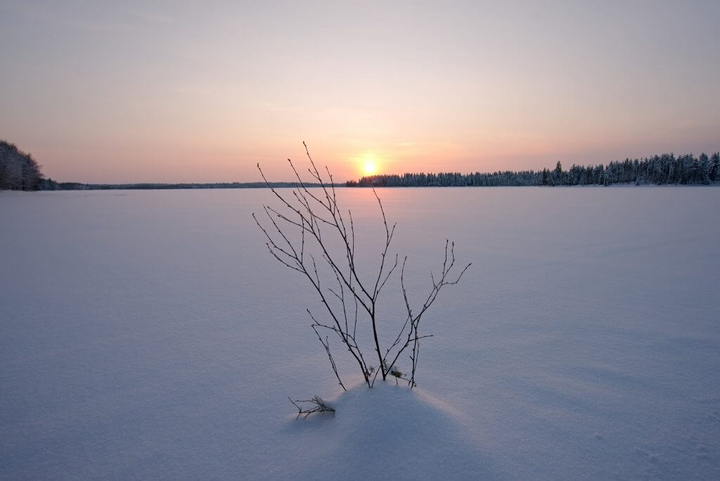 branche lac gele