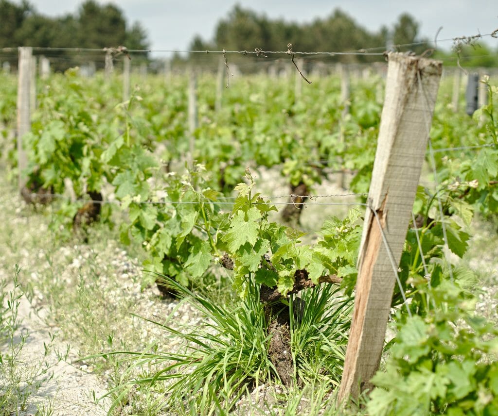 Bordeaux vineyards Bordeaux vineyards