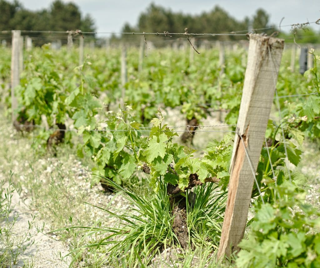 Bordeaux vineyards