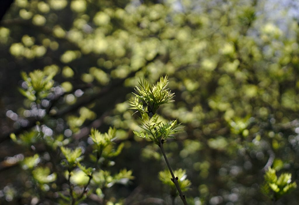 foret roquefort