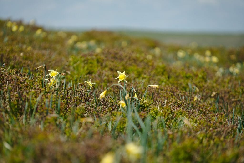 randonnée fleurie auvergne