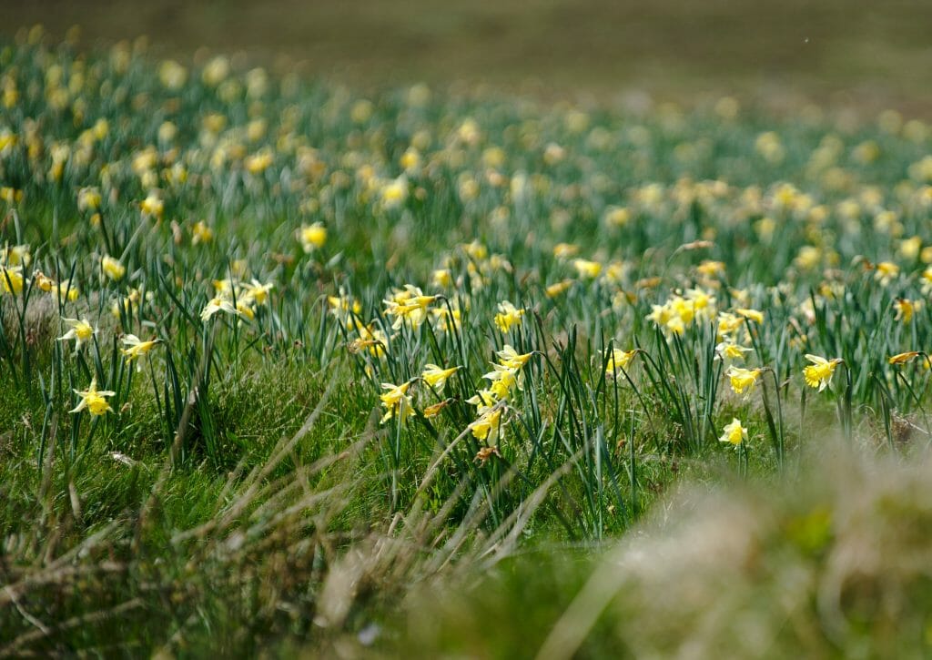 jonquilles auvergne