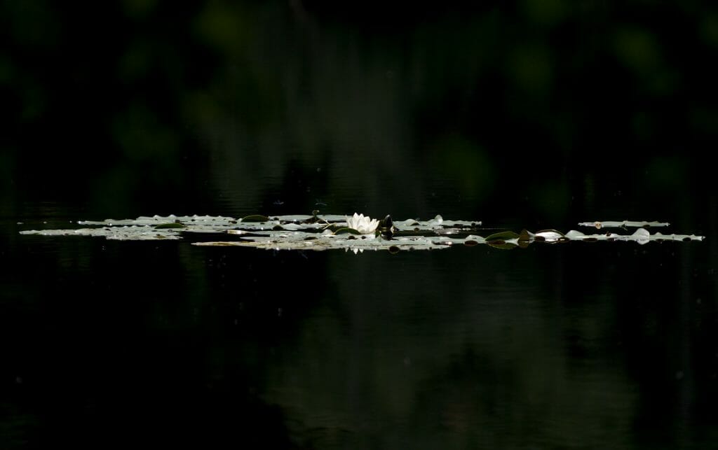 nénuphar, pays de bitche